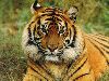 Tigre 3  800 x 600 