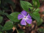 Vinca  800x600